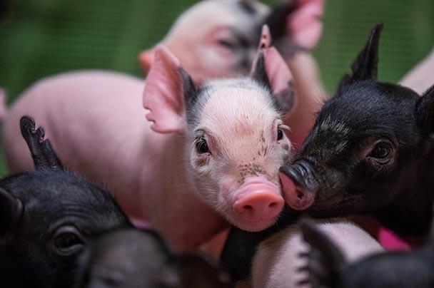 Closeup of a group of adorable piglets